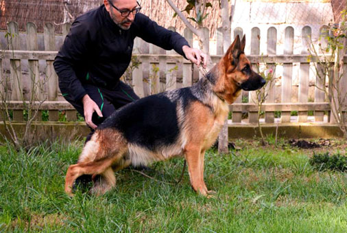 Monte-Yulex-pastor-aleman-Jaynie