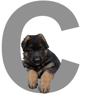 Compromisos de Monte Yulex Criador de pastores alemanes