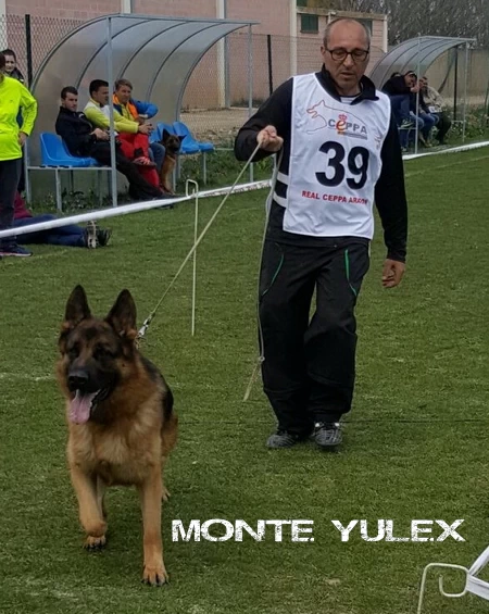 Monte Yulex pastores alemanes. Faqs