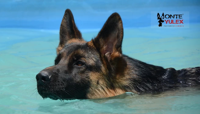 Galeria de fotos Monte Yulex Criador de pastores alemanes en España