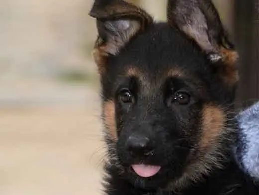 Cachorro de pastor aleman.Monte Yulex Criador de pastores alemanes en España