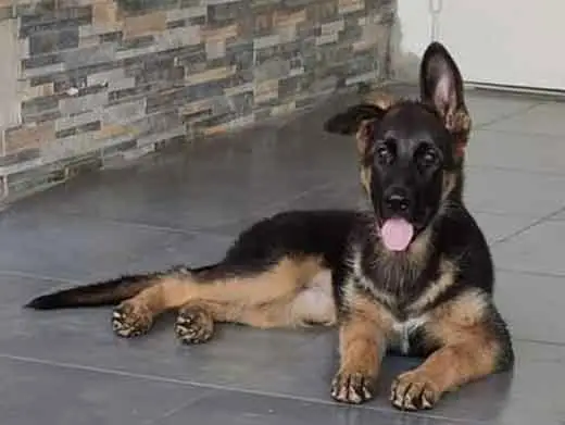 Cachorro de pastor aleman.Monte Yulex Criador de pastores alemanes en España
