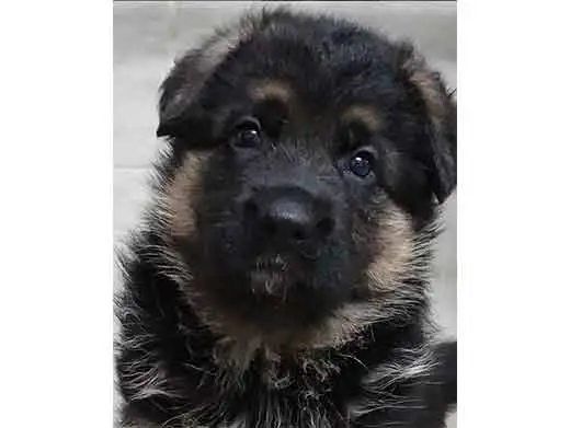 Cachorro de pastor aleman.Monte Yulex Criador de pastores alemanes en España