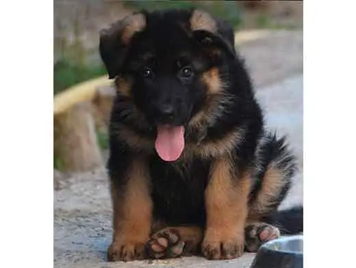 Cachorro de pastor aleman.Monte Yulex Criador de pastores alemanes en España