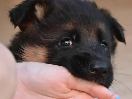 Cachorro de pastor aleman.Monte Yulex Criador de pastores alemanes en España