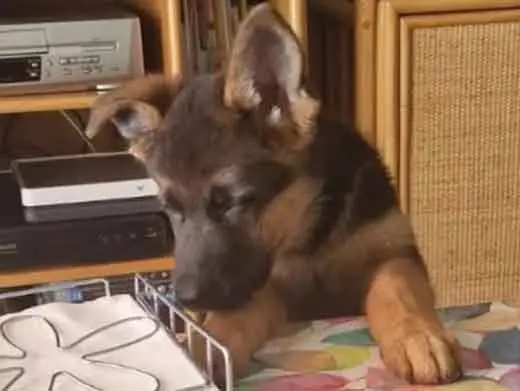 Cachorro de pastor aleman.Monte Yulex Criador de pastores alemanes en España
