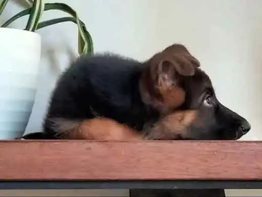Cachorro de pastor aleman.Monte Yulex Criador de pastores alemanes en España