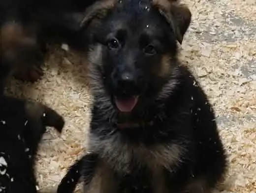 Cachorro de pastor aleman.Monte Yulex Criador de pastores alemanes en España